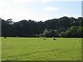 Sheep in Field, Down Farm near Chilmark