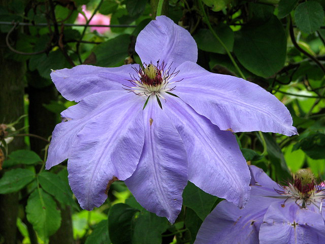 Blue clematis flower
