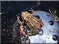 Common or garden toad