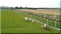 Sheep pasture by the Burn of Forgue