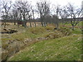 Scrubby woodland on Dava Moor