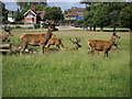 Richmond Park Roehampton Gate