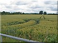 Wheat Field