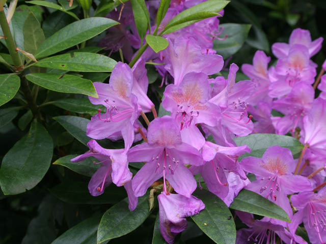 Common Rhododendron (Rhododendron... © Kate Jewell cc-by-sa/2.0 ...