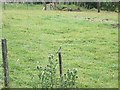 Pied Wagtail (Motacilla alba)