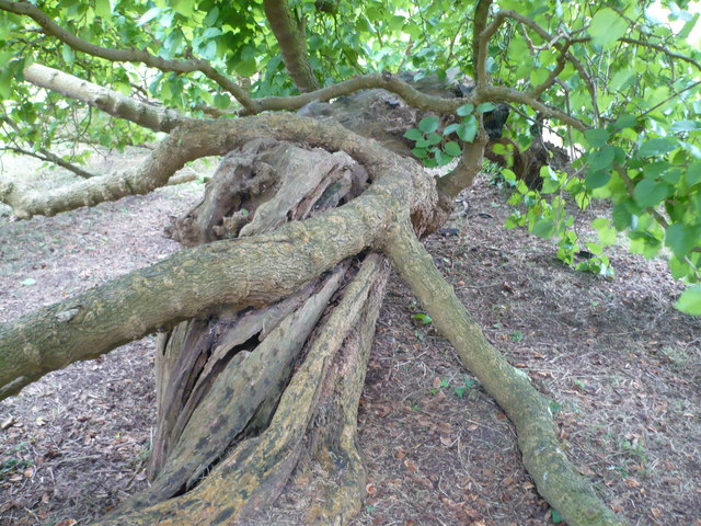 Ancient mulberry tree at Loseley Park