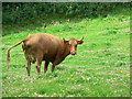 A cow in the lush grass