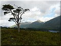 NH1721 : Scots Pine, Glen Affric by Adam Ward