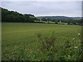 Fields near Hackney Bottom