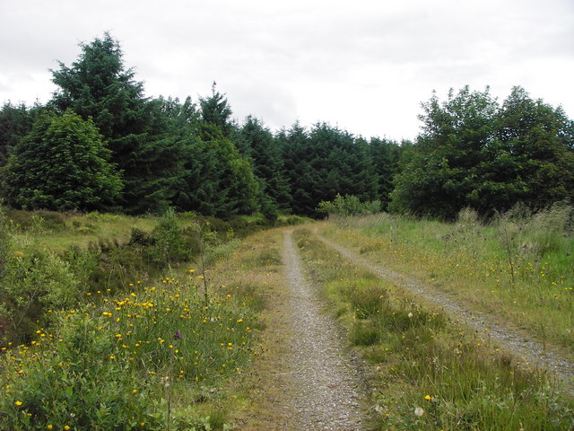 Forest track entering plantation