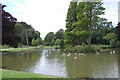 Lake, Alexandra Park