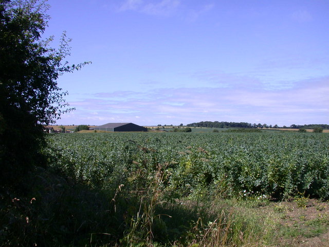 Bean field at Common Farm
