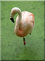 Pink flamingo in Flamingo Lagoon