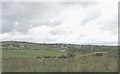 A view across rough pasture and sheep grazings towards the town of Llannerch-y-Medd