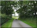 Overarching trees near Ceidio Farm