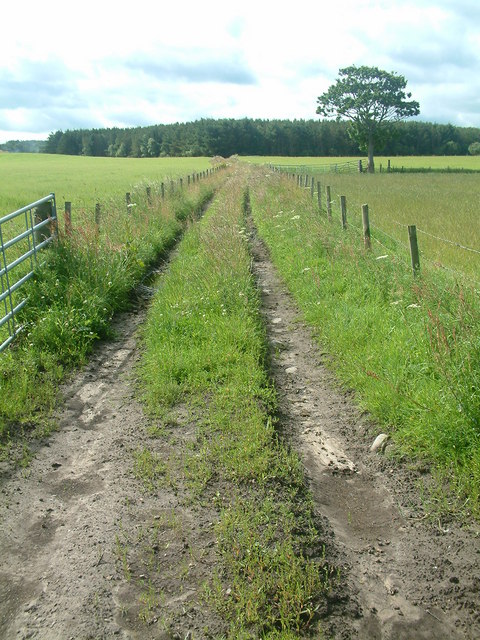 Footpath to Longhill Wood