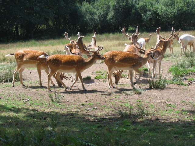 Deer Sanctuary