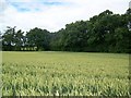 Wheat field near Binley