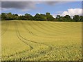 Wheat, Radnage