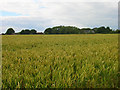 Towards Seaford