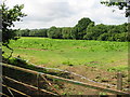 Field to the SW of Merry Mead Farm