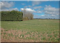 Clifton Road farmland