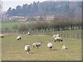 Cold Bath Farm and sheep