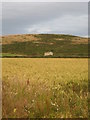 Field of ripe wheat below Chapel Carn Brea