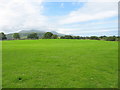 Improved pasture at Tan-y-bryn Farm