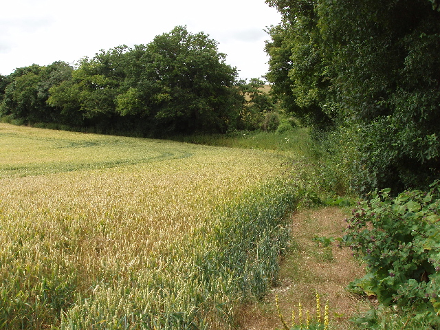 Wheat field by Warmscombe Lane, near Bix Bottom