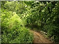 Track and bridge in Bodrawl Wood