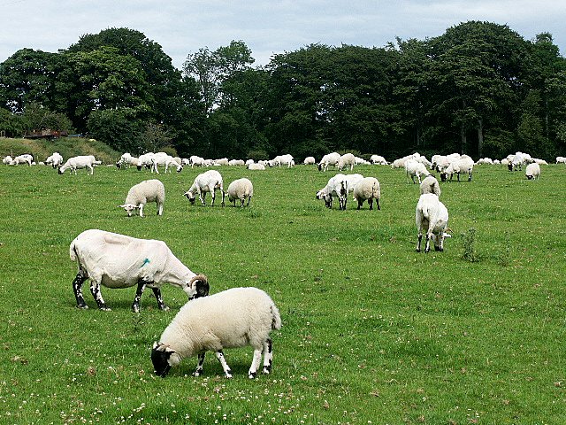 Sheep grazing at Twizell farm