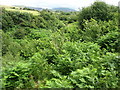 The sylvan incised valley of Afon Llifon