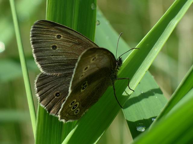 Ringlet butterfly (Aphantopus hyperantus)