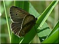 Ringlet butterfly (Aphantopus hyperantus)