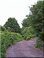 Footpath into The Copse