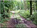 South Hill Copse