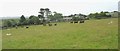 Cattle and sheep near Llanfawr Hall