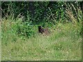 SU0625 : Lucky black cat, Bishopstone by Maigheach-gheal