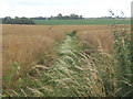 Footpath towards the infant Gipping in its shallow valley