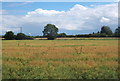 Field near Wimble, seen from Elden