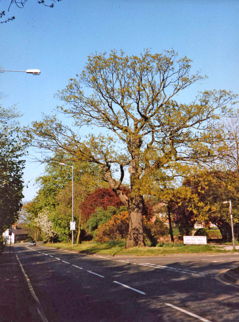 Large Oak Tree corner Merryhills Drive and Bramley Road, Enfield