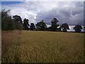 Crop Field adjoining Gainsborough Golf Course