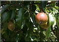 Pears in mid July