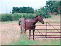 Horses at Cadwell Farm