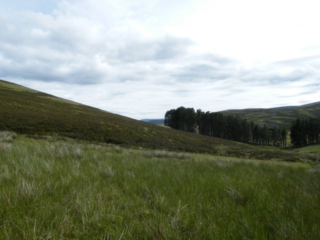 Wood above Ryntaing