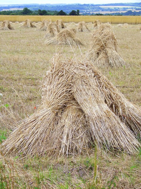 Corn stooks beside the A3057 © Maigheach-gheal :: Geograph Britain and ...