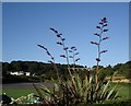 Broadsands Beach, Phormium tenax, Torbay