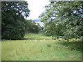 Footpath down beside Crest Wood