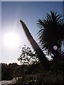 Huge flowering spike, Echium, near Broadsands